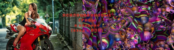 гидра Кодинск